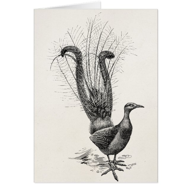 Vintage Lyre Bird Lyrebird Illustration Template (Front)