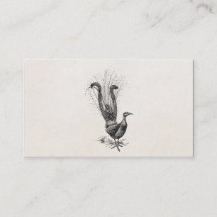 Vintage Lyre Bird Lyrebird Illustration Template Business Card