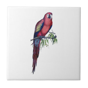 Vintage Macaw Bird Tile