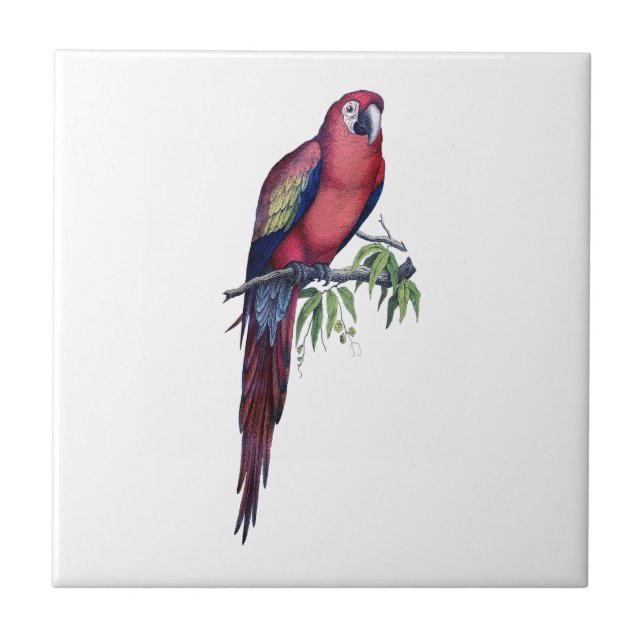 Vintage Macaw Bird Tile (Front)