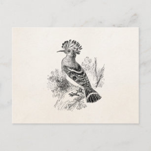 Vintage Madagascar Hoopoe Bird Personalised Birds Postcard
