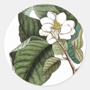 Vintage Magnolia #10 Botanical Art Gift for Her Classic Round Sticker
