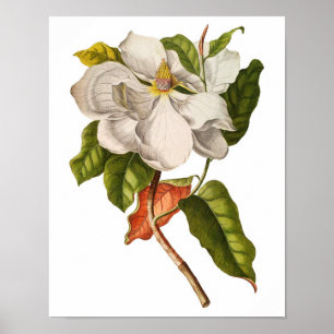 Vintage Magnolia Art Print #5 Botanical Wall Art