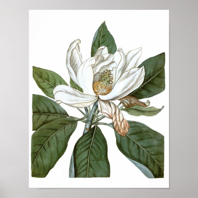 Vintage Magnolia Art Print #6 Botanical Wall Art (Front)