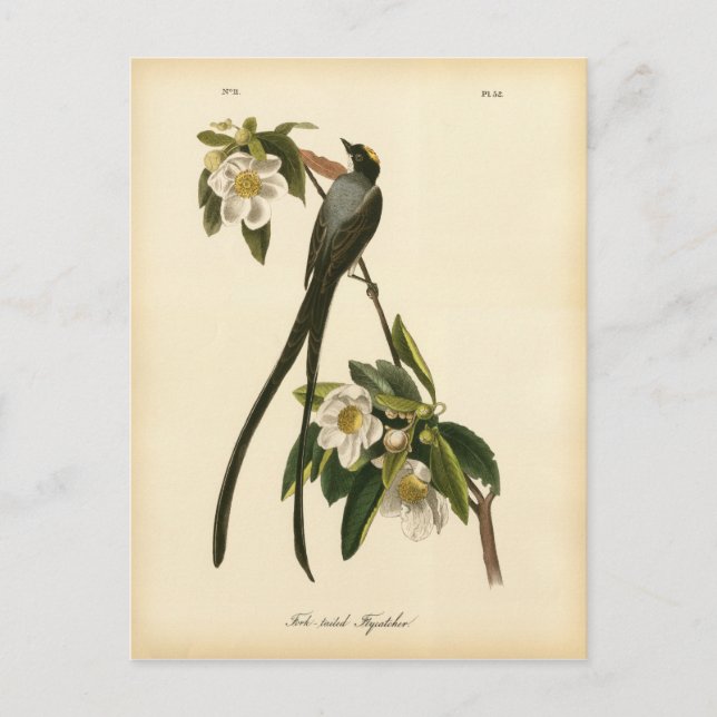 Vintage Magnolia Floral Bird Flycatcher Postcard (Front)