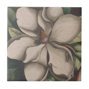 Vintage Magnolia Flower Illustration Tile