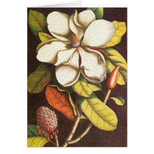 Vintage Magnolia Flowers Plant With Seeds