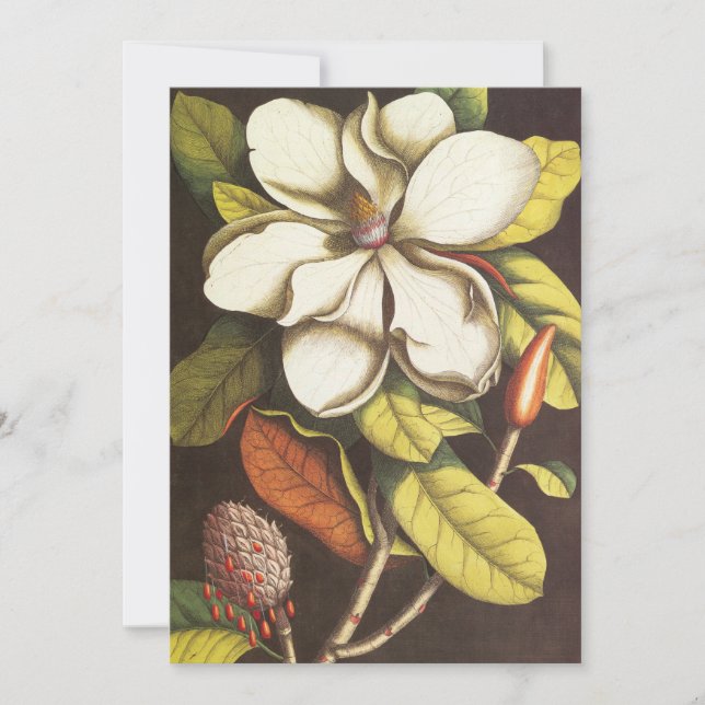 Vintage Magnolia Flowers Plant With Seeds (Front)