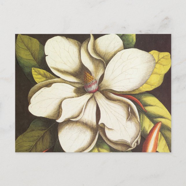 Vintage Magnolia Flowers Plant With Seeds Postcard (Front)