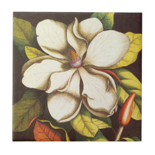 Vintage Magnolia Flowers Plant With Seeds Tile