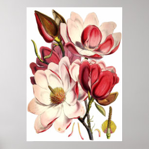 Vintage Magnolia Painting by British Botanist Poster