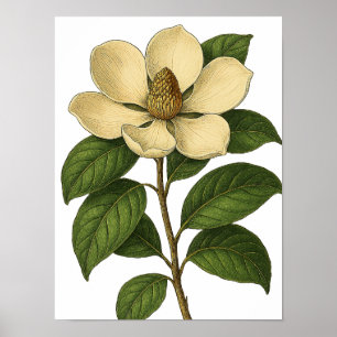 Vintage Magnolia Poster