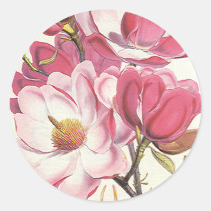 Vintage Magnolia Tree Blossom, Pink Garden Flowers Classic Round Sticker