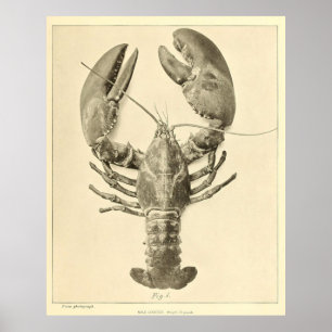 Vintage Maine Lobster Photograph (1895) Poster