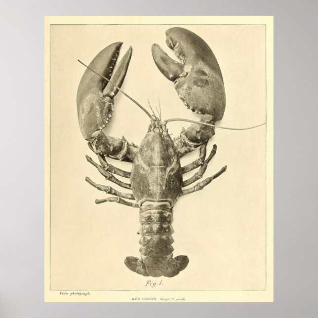 Vintage Maine Lobster Photograph (1895) Poster (Front)