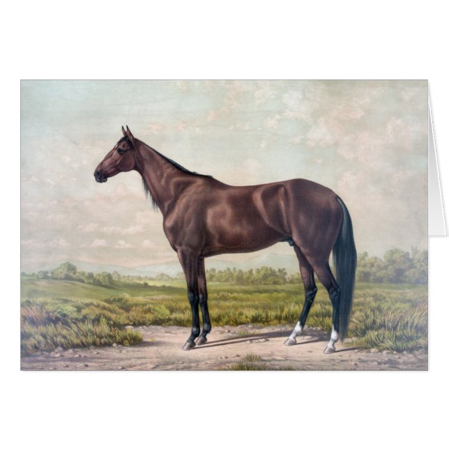 Vintage - Majestic Race Horse, (Front Horizontal)