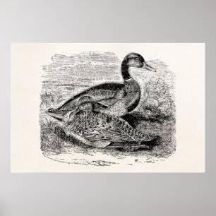 Vintage Mallard Duck Bird - Ducks Birds Template Poster