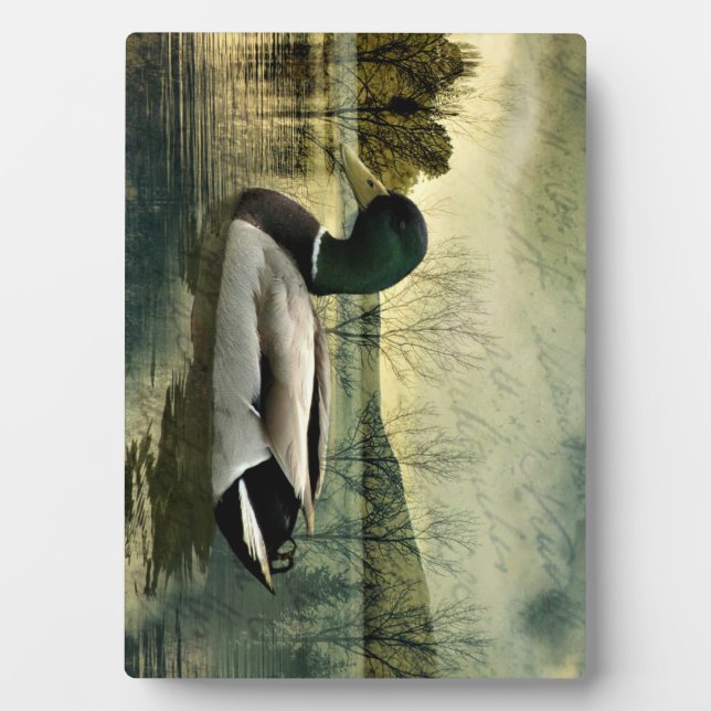 Vintage Mallard Duck Weathered Postcard Plaque (Front)