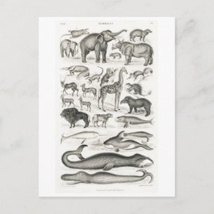 VINTAGE MAMMALS ANIMAL CHART POSTCARD