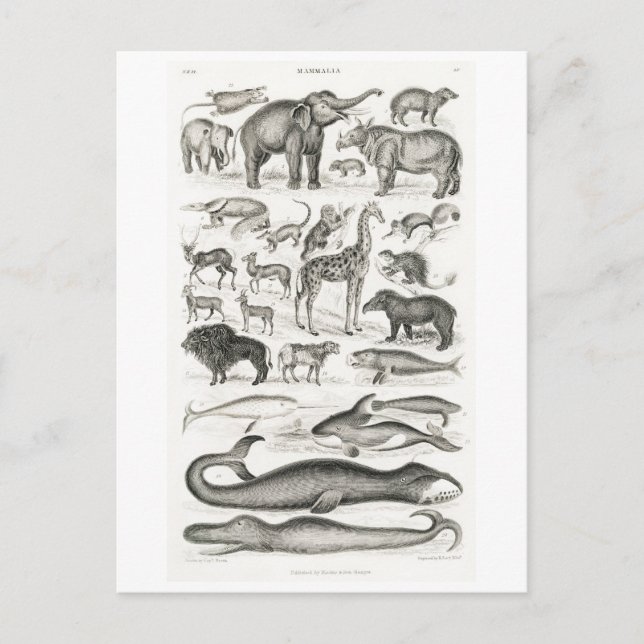 VINTAGE MAMMALS ANIMAL CHART POSTCARD (Front)