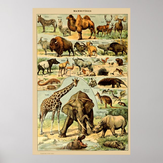 Vintage Mammals Animals Old Illustration Art Poster (Front)