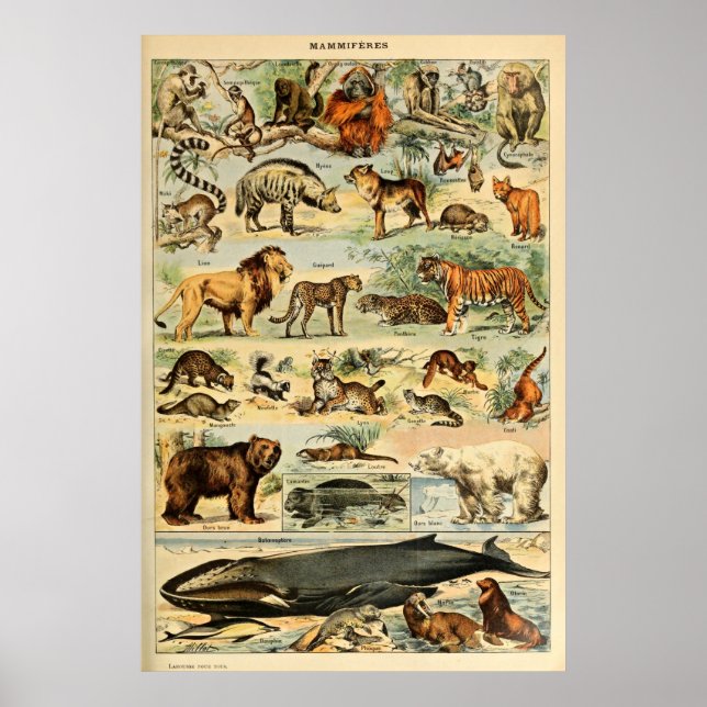 Vintage Mammals Animals Old Illustration Art Poster (Front)