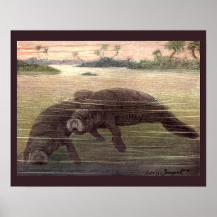Vintage Manatees or Sea Cows, Marine Mammals Poster