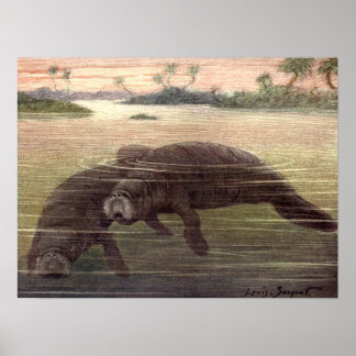 Vintage Manatees or Sea Cows, Marine Mammals Poster