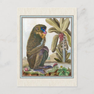 Vintage Mandrill Illustration Postcard