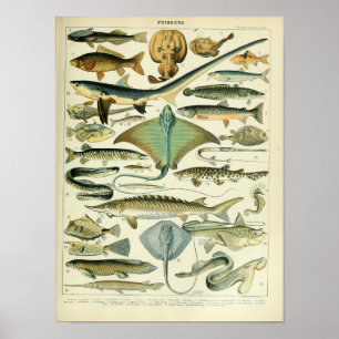 Vintage marine animal fish scientific poster