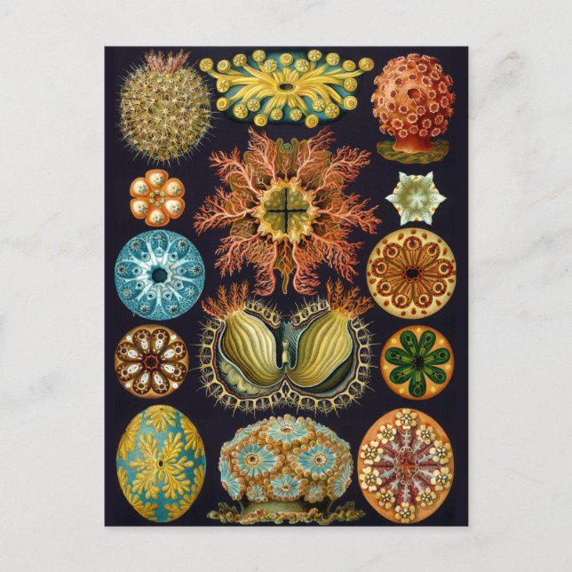 Vintage Marine Life Illustration  Postcard (Front)