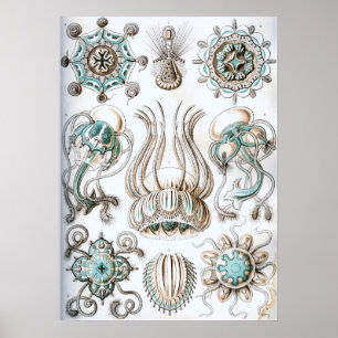 Vintage Marine Life Illustration Poster