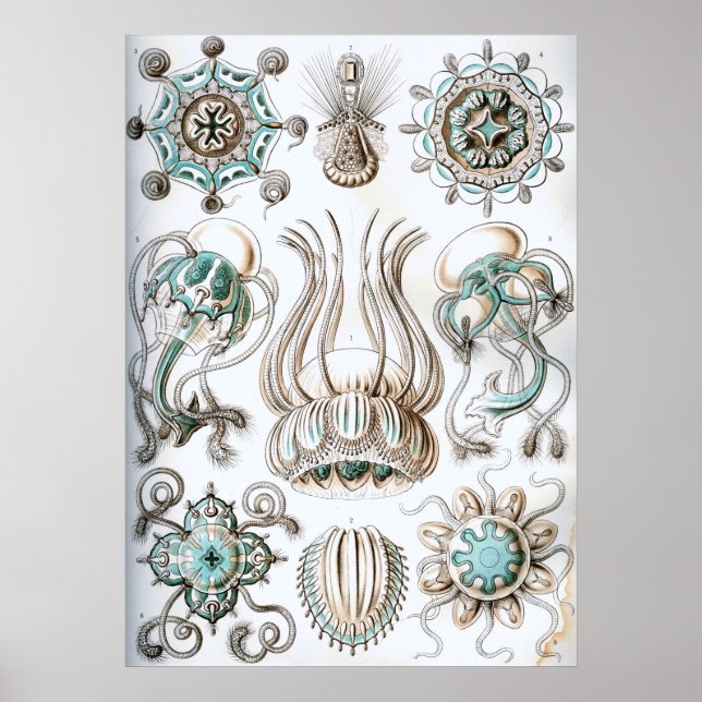 Vintage Marine Life Illustration Poster (Front)