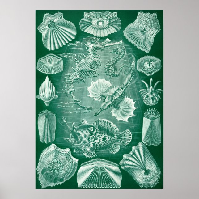Vintage Marine Life Illustration Poster (Front)