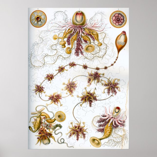 Vintage Marine Life Illustration Poster (Front)