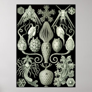 Vintage Marine Life Illustration Poster