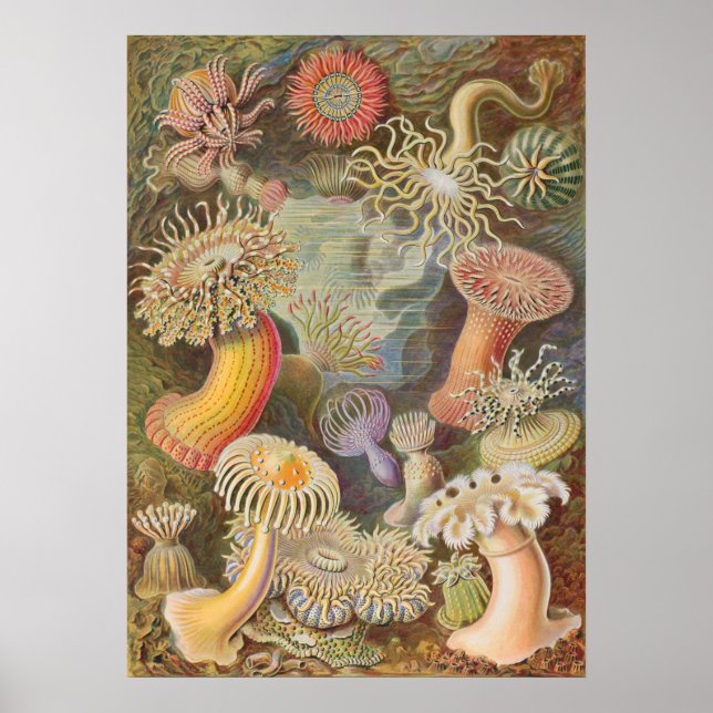 Vintage Marine Life Illustration Poster (Front)
