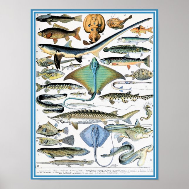 Vintage Marine Life Illustration Poster (Front)