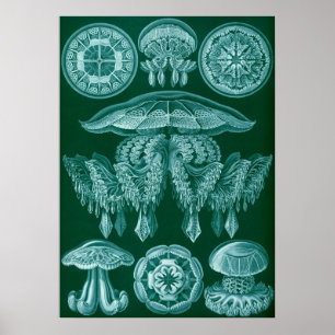 Vintage Marine Life Illustration Poster