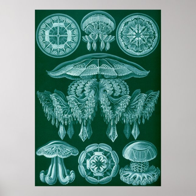 Vintage Marine Life Illustration Poster (Front)