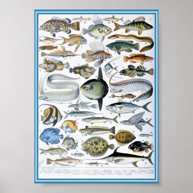 Vintage Marine Life Illustration Poster (Front)