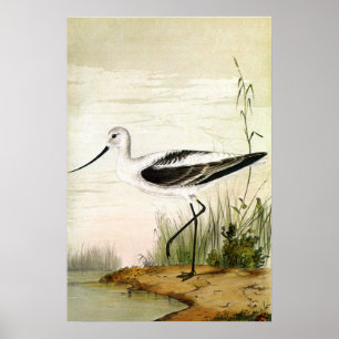 Vintage Marine Life Shorebirds, Avocet Birds Poster