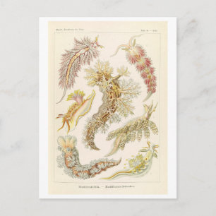 Vintage Marine Mollusks by Haeckel Postcard