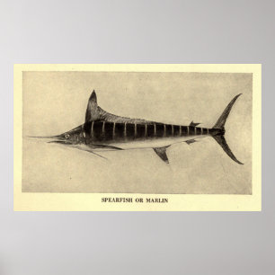 Vintage Marlin Illustration (1921) Poster