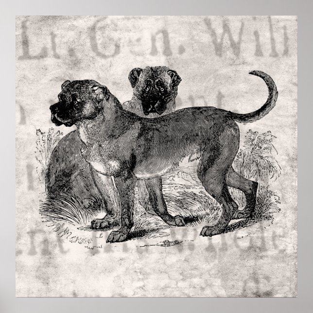 Vintage Mastiff Dog 1800s Mastiffs Dogs Templates Poster (Front)