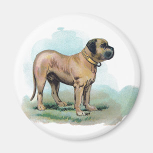 Vintage Mastiff Illustration Magnet