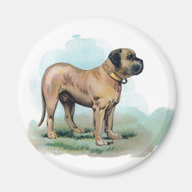 Vintage Mastiff Illustration Magnet (Front)