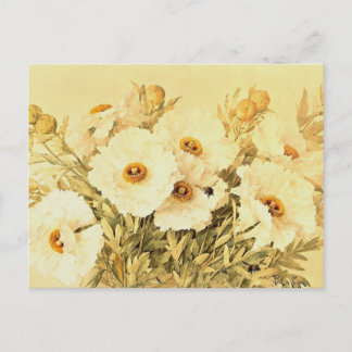 Vintage Matilija Poppies Postcard