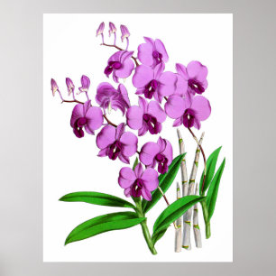 Vintage Mauve Purple Agenta Orchid Flower Poster