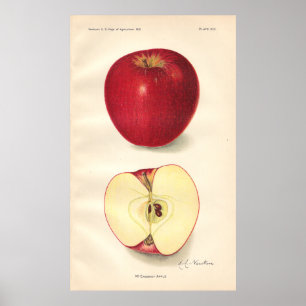 Vintage McCroskey Apple Poster